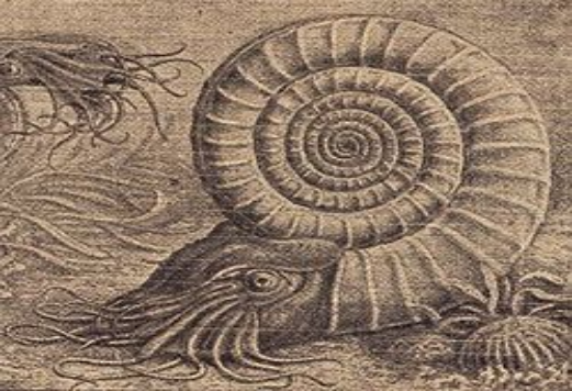 Cephalopods Fossils 3902